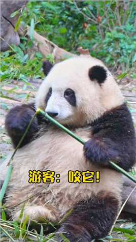 大熊猫听懂四川话系列 #大熊猫和花 ：谁？谁在嚼我舌根？.