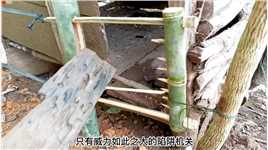 越南老王智取七八斤的偷鸡贼#神奇动物在#户外#国外合法狩猎
