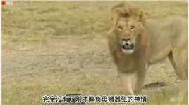 鬣狗群想给母狮做掏肛手术，雄狮直接抄鬣狗老家了！