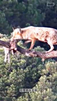 狐狸偷取老鹰的猎物神奇动物在狐狸老鹰野生动物零距离精彩片段