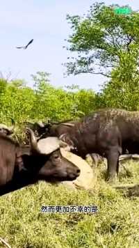 狮子偷袭水牛被水牛群反击神奇动物在野生动物零距离狮子水牛雄狮