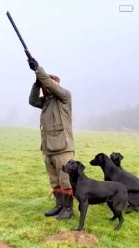 猎犬追捕泛滥成灾的野鸡神奇动物在国外合法狩猎荒野猎人猎犬野鸡