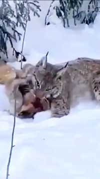 猞猁捕捉麝香鹿神奇动物在猞猁野生动物零距离山猫精彩片段