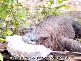 科莫多巨蜥翻车被噎死了神奇动物在科莫多巨蜥野生动物零距离巨蜥精彩片段