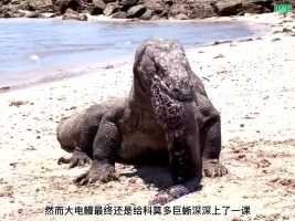 科莫多巨蜥赶海遇到了电鳗科莫多巨蜥巨蜥神奇动物在上精彩片段