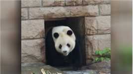动物园回应游客喧哗惊吓大熊猫：有明显警告牌 工作人员发现会制止
