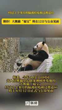 期待！大熊猫“福宝”将在12日与公众见面