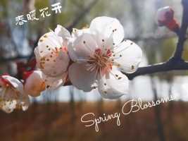 淡看春暖花开，细品岁月静好。