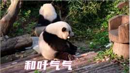 熊猫宝宝看着姐姐的进步，自己陷入了沉思，网友：还是花花识大体