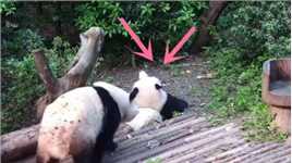 熊猫宝宝躺着休息，寻仇的妹妹在悄悄靠近，下一秒“大仇得报”了