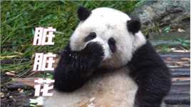 熊猫宝宝又去“挖煤”了，瞧这埋汰的样子，饲养员估计又要头疼了