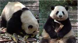 熊猫宝宝的“迪拜吃法”浪费？现在升了局长之后，在园区捡笋皮吃