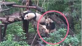 给熊猫宝宝一颗树枝，要不是妹妹及时拦着，真不知道它要做什么？