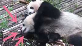 熊猫宝宝一个不留神，被妹妹成功偷袭，不讲武德啃起了“脚丫子”