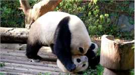 熊猫宝宝又去招惹大一码的亲妹妹，看着“头套”差点被打掉！
