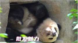 这只熊猫宝宝太乖了，整天散发魅力“勾引”游客，睡姿都这么迷人