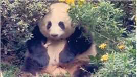 熊猫宝宝太会玩了，趁着游客不注意，把自己的耳朵“藏”了起来