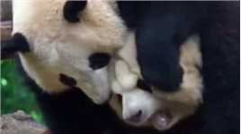 熊猫宝宝太可怜了，体型太小打不过妹妹，“头套”都快被打掉了！