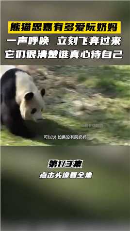 熊猫思嘉有多爱阮奶妈，一声呼唤立刻飞奔过来！大熊猫国宝大熊猫熊猫思嘉熊猫饲养员