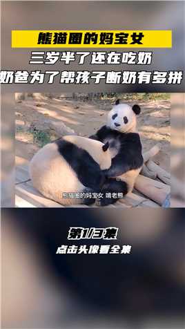 熊猫圈妈宝女，三岁半了还在吃奶，奶爸为了帮孩子断奶有多拼！大熊猫国宝大熊猫大熊猫国庆