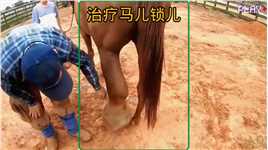 治疗马儿的后腿# #动物的迷惑行为 #奇妙的动物世界 #动物救助