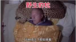 正宗的野生豹枕 #动物世界 #分享有趣的视频 #动物的迷惑行为 #动物解说 #豹子