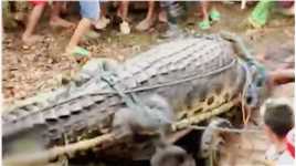 村民齐心协力抓捕到一吨重的大鳄鱼#动物世界  #难得一见 #动物 # #精彩片段