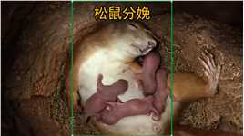 松鼠分娩过程#野生动物零距离 # #坚强的小生命 #伟大的母爱 #动物幼崽
