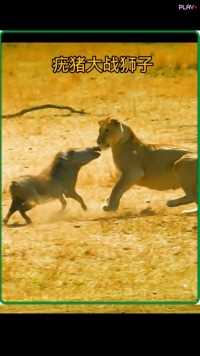 胆大的疣猪既然在与母狮单挑#野生动物零距离##动物的迷惑行为