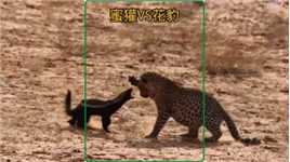 平头哥蜜獾挑战打工豹#野生动物零距离##动物的迷惑行为#蜜獾#花豹