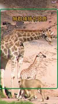长颈鹿妈妈保护孩子#野生动物零距离##动物的迷惑行为#弱肉强食的动物世界