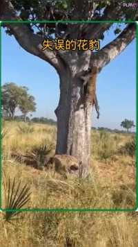 花豹被鬣狗吓的丢掉了猎物#野生动物零距离###动物的迷惑行为 
