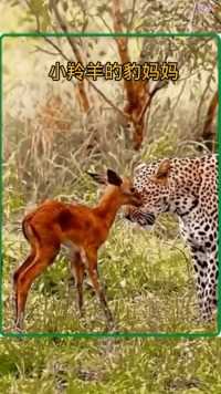 小羚羊的豹妈妈#野生动物零距离###动物的迷惑行为 