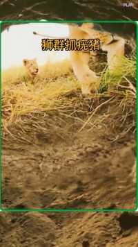 疣猪蓬蓬溜狮群#野生动物零距离##动物的迷惑行为#弱肉强食的动物世界

