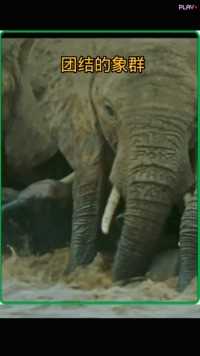 团结的象群救援落水的小象#野生动物零距离##动物的迷惑行为#大象

