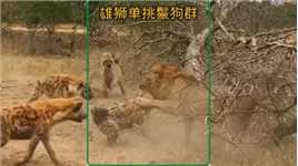 雄狮单枪匹马去找鬣狗群算账#野生动物零距离##动物的迷惑行为#鬣狗#狮子🦁 