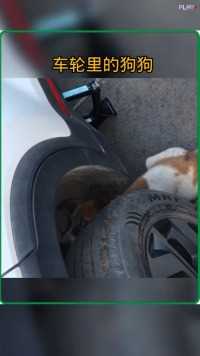 救援卡在车轮里的狗狗##动物的迷惑行为