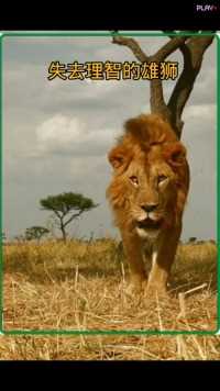 发疯的雄狮#野生动物零距离#神奇的动物在##动物的迷惑行为 