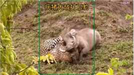 花豹抓捕疣猪，岂料差点被反杀#动物的迷惑行为#野生动物零距离