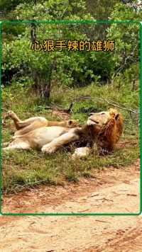 心狠手辣的雄狮连自己的孩子也不放过#神奇的动物在#动物的迷惑行为#弱肉强食的动物世界##野生动物零距离 