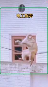 猴哥修电线#神奇的动物在#动物的迷惑行为