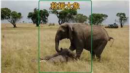 救援队放倒了公象，母象却不离不弃#动物救援 #大象 #野生动物零距离 # #万物皆有灵性