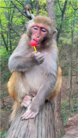 猴子会吃棒棒糖？ 