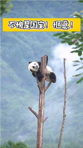 原来 #熊猫 就是这么混成 
