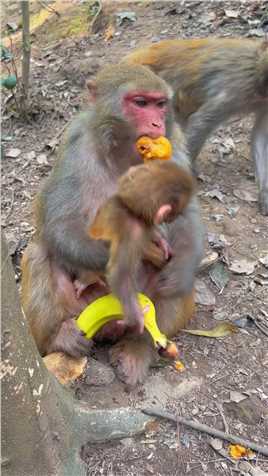 特特生宝宝了？#猴子🐒 