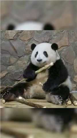 #大熊猫和花 ：姨姨们！最近几天我不出外场，不要跑空了哦！ #大熊猫听懂四川话系列