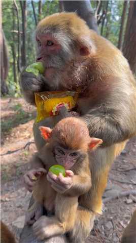 弟带跟七宝一起吃东西？#猴子🐒 