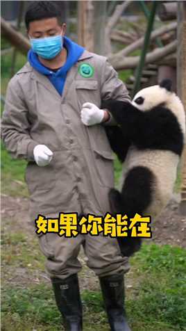 奶爸： 🐼#国宝熊猫 #国宝 #熊猫 太黏人怎么办？在线等……急