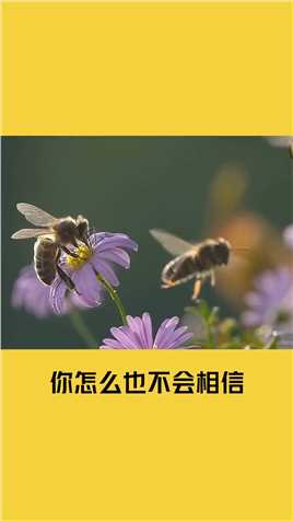 蜜蜂训练学院毕业的蜜蜂可直接上岗，拥有编制！