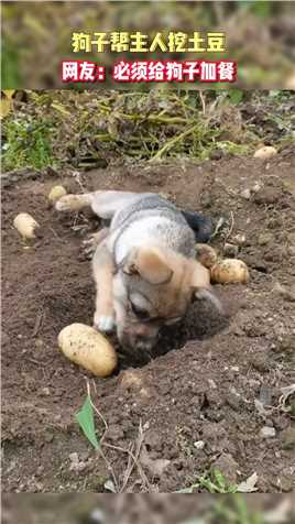 狗子帮主人挖土豆！网友：必须给狗子加餐